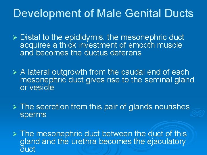 Development of Male Genital Ducts Ø Distal to the epididymis, the mesonephric duct acquires