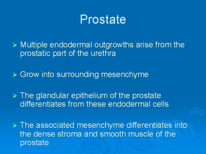 Prostate Ø Multiple endodermal outgrowths arise from the prostatic part of the urethra Ø