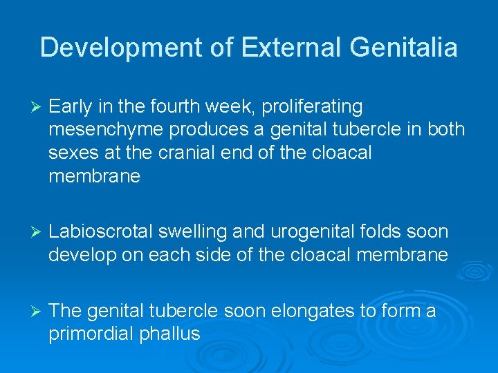 Development of External Genitalia Ø Early in the fourth week, proliferating mesenchyme produces a