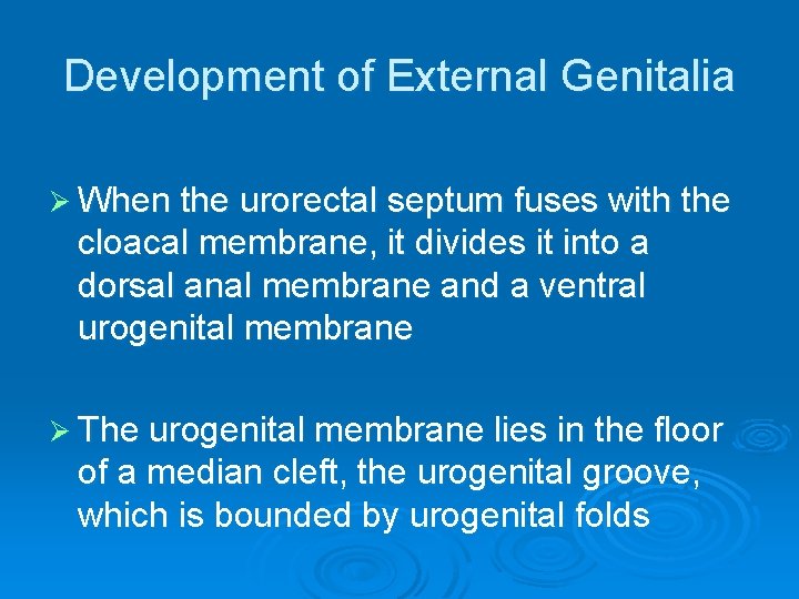 Development of External Genitalia Ø When the urorectal septum fuses with the cloacal membrane,