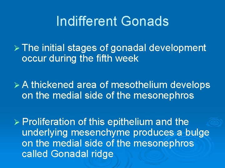 Indifferent Gonads Ø The initial stages of gonadal development occur during the fifth week