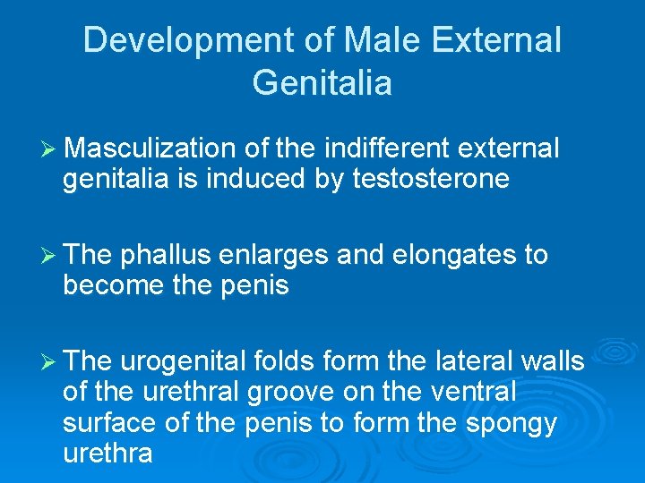 Development of Male External Genitalia Ø Masculization of the indifferent external genitalia is induced