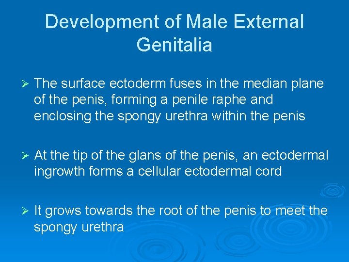 Development of Male External Genitalia Ø The surface ectoderm fuses in the median plane