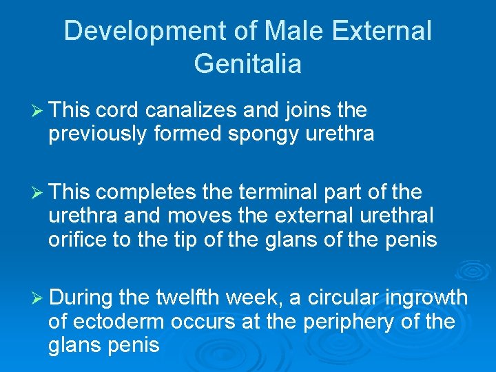Development of Male External Genitalia Ø This cord canalizes and joins the previously formed