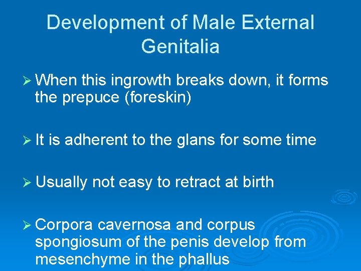 Development of Male External Genitalia Ø When this ingrowth breaks down, it forms the