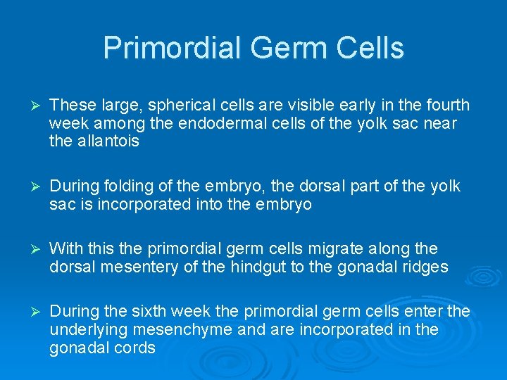 Primordial Germ Cells Ø These large, spherical cells are visible early in the fourth