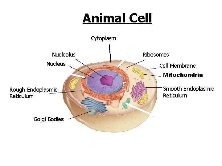 Figure 7 -5 Plant and Animal Cells Animal Cell Section 7 -2 Cytoplasm Nucleolus