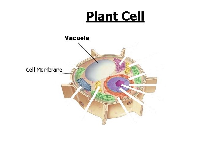 Figure 7 -5 Plant and Animal Cells Section 7 -2 Plant Cell Vacuole Cell