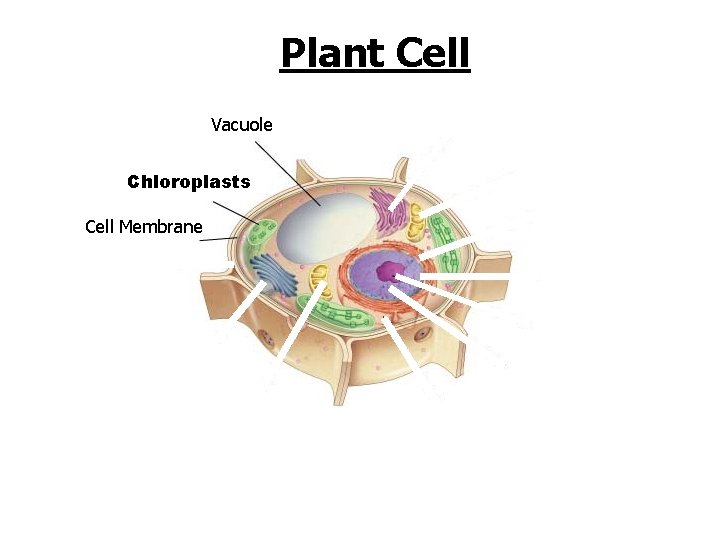 Figure 7 -5 Plant and Animal Cells Plant Cell Section 7 -2 Vacuole Chloroplasts