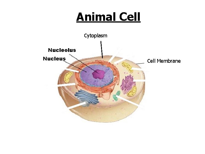 Animal Cell Cytoplasm Nucleolus Nucleus Go to Section: Cell Membrane 