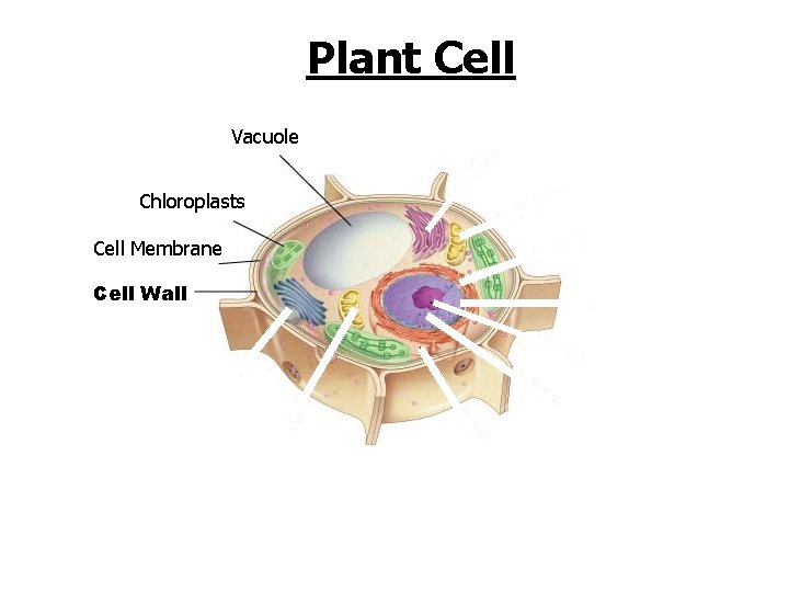 Figure 7 -5 Plant and Animal Cells Plant Cell Section 7 -2 Vacuole Chloroplasts