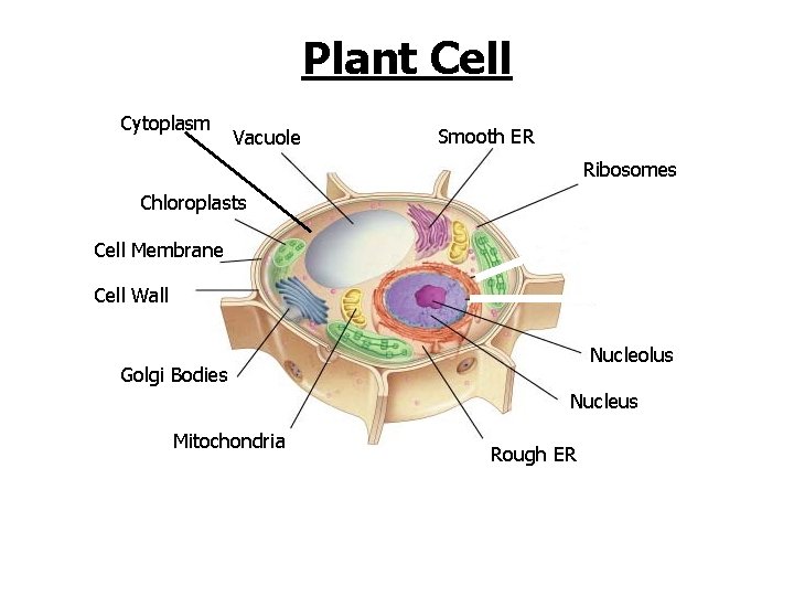 Plant Cell Cytoplasm Vacuole Smooth ER Ribosomes Chloroplasts Cell Membrane Cell Wall Nucleolus Golgi