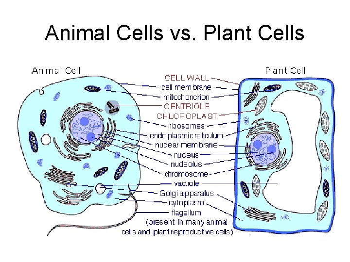 Animal Cells vs. Plant Cells 