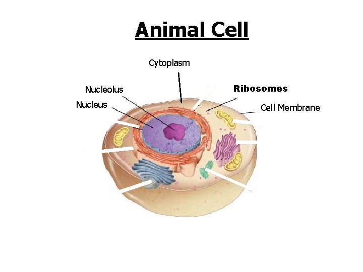 Animal Cell Cytoplasm Nucleolus Nucleus Go to Section: Ribosomes Cell Membrane 