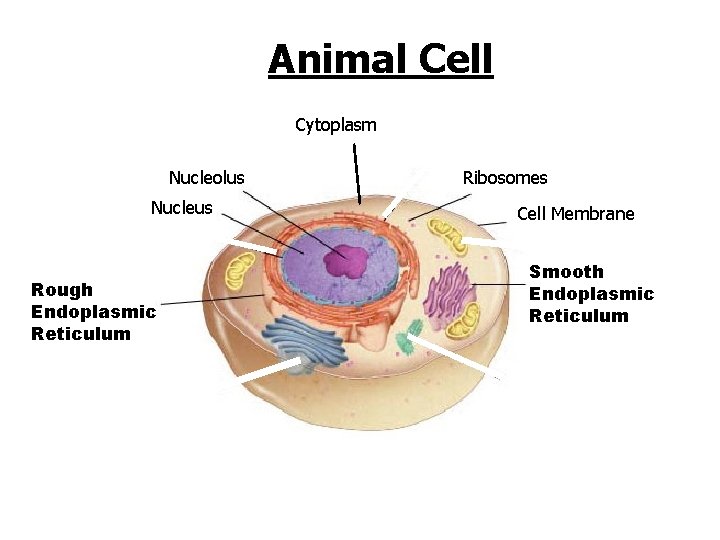 Animal Cell Cytoplasm Nucleolus Nucleus Rough Endoplasmic Reticulum Go to Section: Ribosomes Cell Membrane