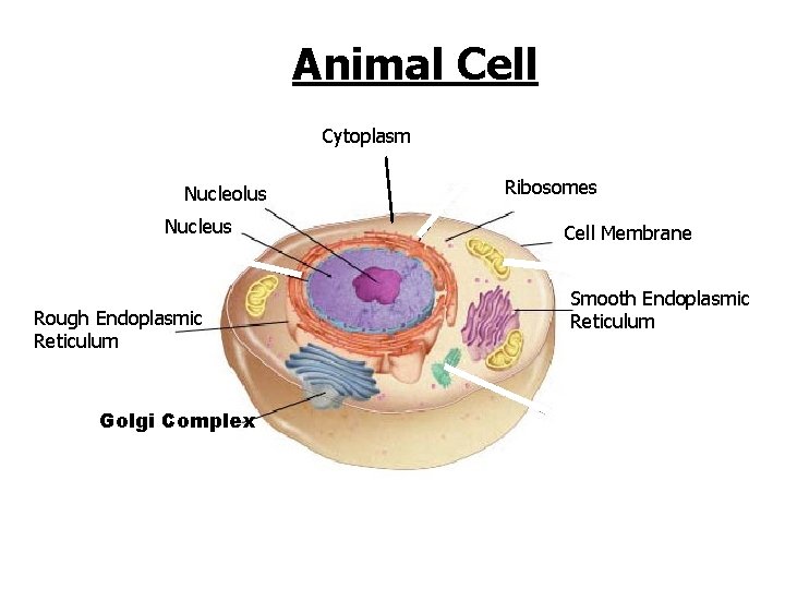 Figure 7 -5 Plant and Animal Cells Animal Cell Section 7 -2 Cytoplasm Nucleolus