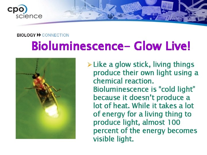 Bioluminescence- Glow Live! Ø Like a glow stick, living things produce their own light