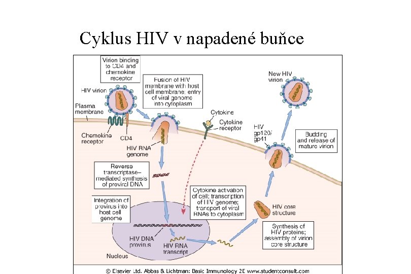 Cyklus HIV v napadené buňce 