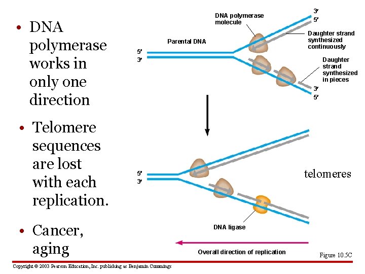  • DNA polymerase works in only one direction • Telomere sequences are lost