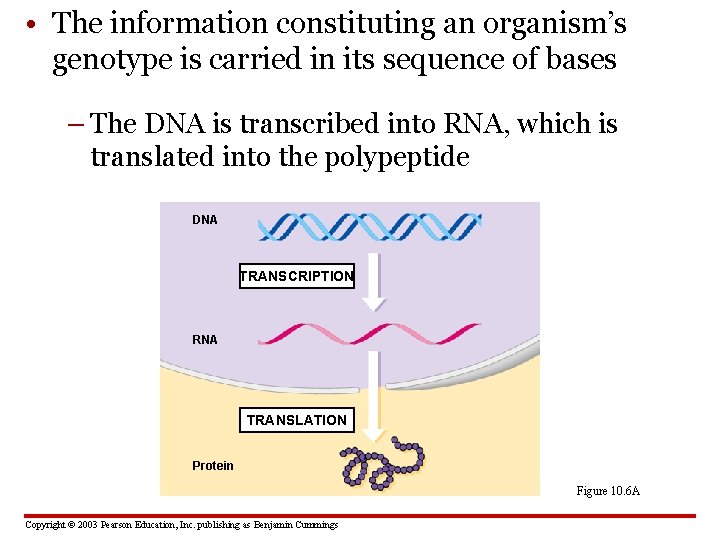 • The information constituting an organism’s genotype is carried in its sequence of