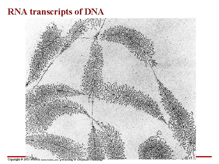 RNA transcripts of DNA Copyright © 2003 Pearson Education, Inc. publishing as Benjamin Cummings