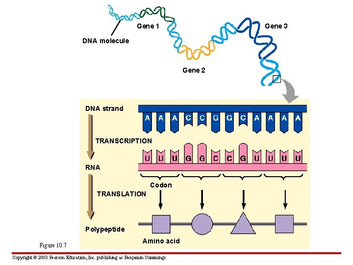 Gene 1 Gene 3 DNA molecule Gene 2 DNA strand TRANSCRIPTION RNA Codon TRANSLATION