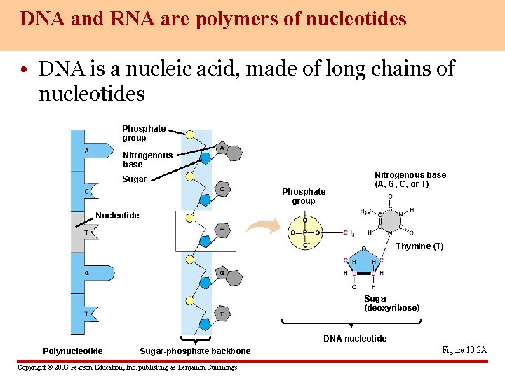 DNA and RNA are polymers of nucleotides • DNA is a nucleic acid, made