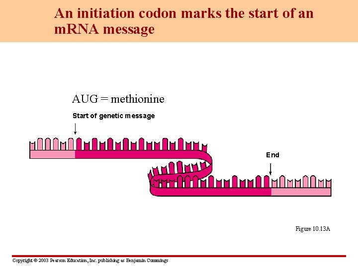 An initiation codon marks the start of an m. RNA message AUG = methionine