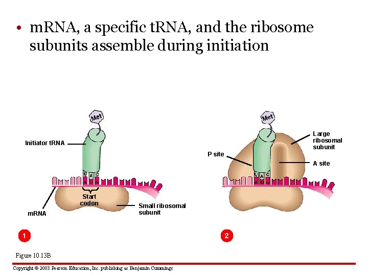  • m. RNA, a specific t. RNA, and the ribosome subunits assemble during