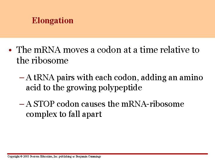 Elongation • The m. RNA moves a codon at a time relative to the