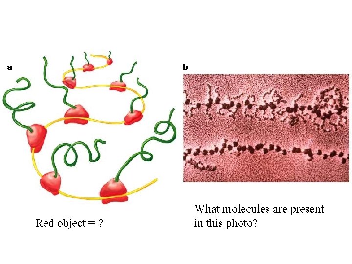 b a Red object = ? What molecules are present in this photo? 