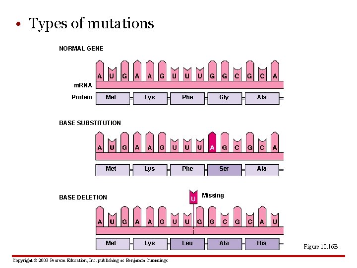  • Types of mutations NORMAL GENE m. RNA Protein Met Lys Phe Gly