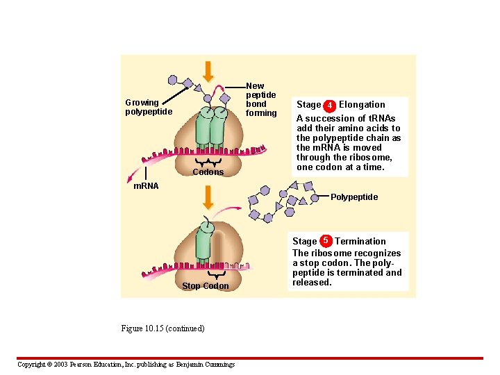 New peptide bond forming Growing polypeptide Codons Stage 4 Elongation A succession of t.