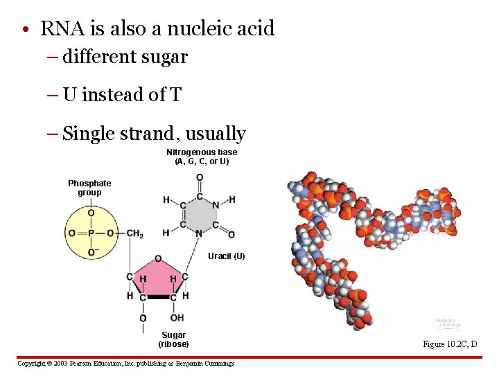  • RNA is also a nucleic acid – different sugar – U instead