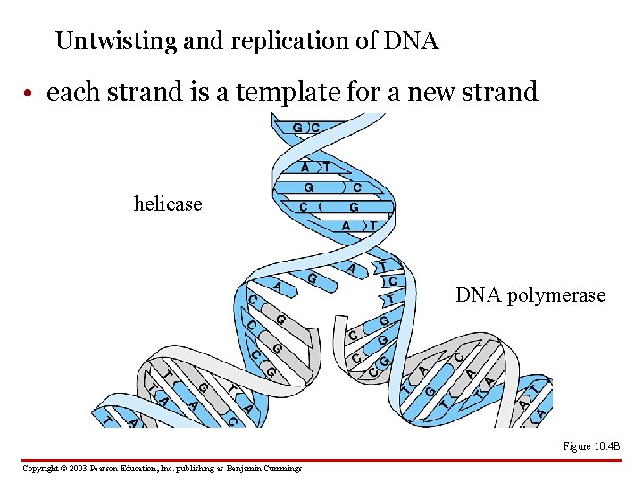 Untwisting and replication of DNA • each strand is a template for a new