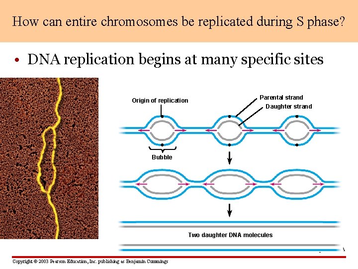 How can entire chromosomes be replicated during S phase? • DNA replication begins at