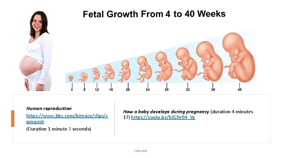 Human reproduction https: //www. bbc. com/bitesize/clips/z pmqxnb (Duration 1 minute 3 seconds) How a