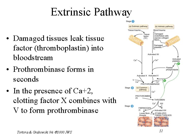 Chapter 19 The Cardiovascular System The Blood Tortora