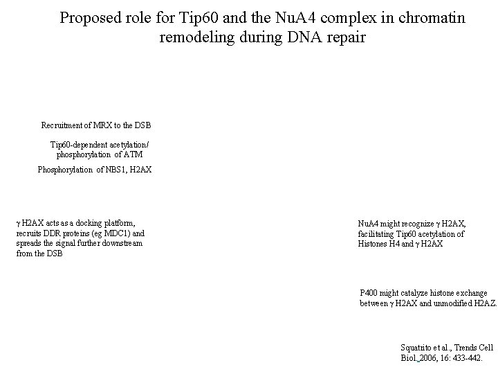 Proposed role for Tip 60 and the Nu. A 4 complex in chromatin remodeling