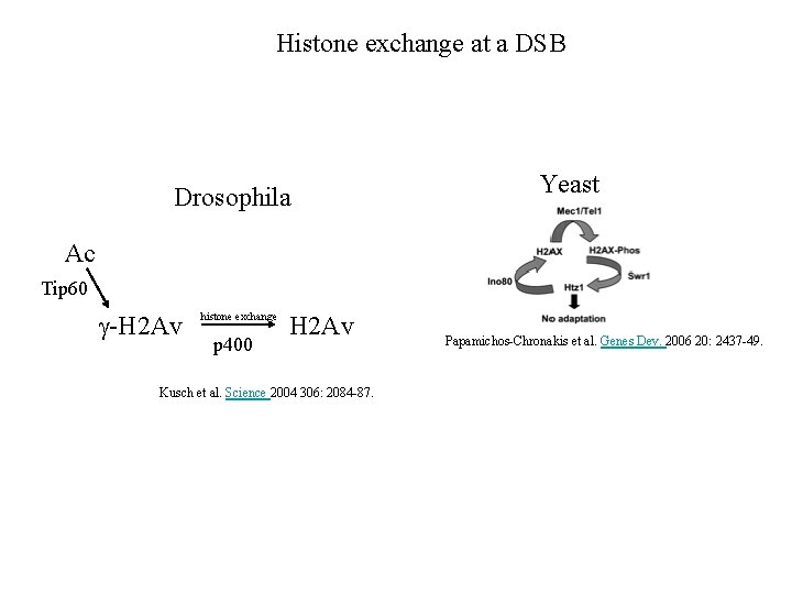 Histone exchange at a DSB Drosophila Yeast Ac Tip 60 g-H 2 Av histone