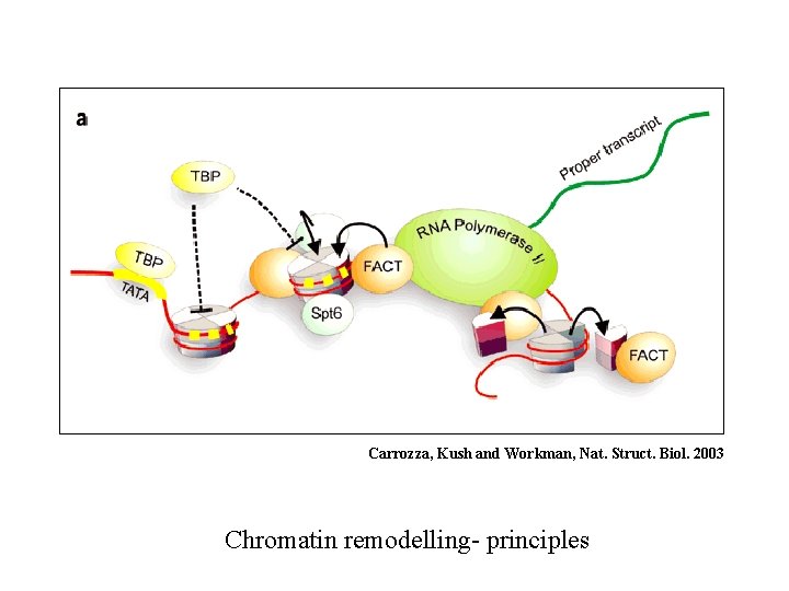 Carrozza, Kush and Workman, Nat. Struct. Biol. 2003 Chromatin remodelling- principles 