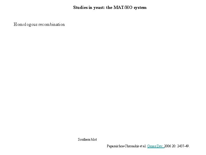 Studies in yeast: the MAT/HO system Homologous recombination Southern blot Papamichos-Chronakis et al. Genes