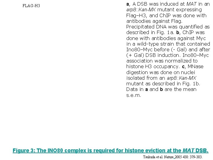 FLAG-H 3 a, A DSB was induced at MAT in an arp 8: :