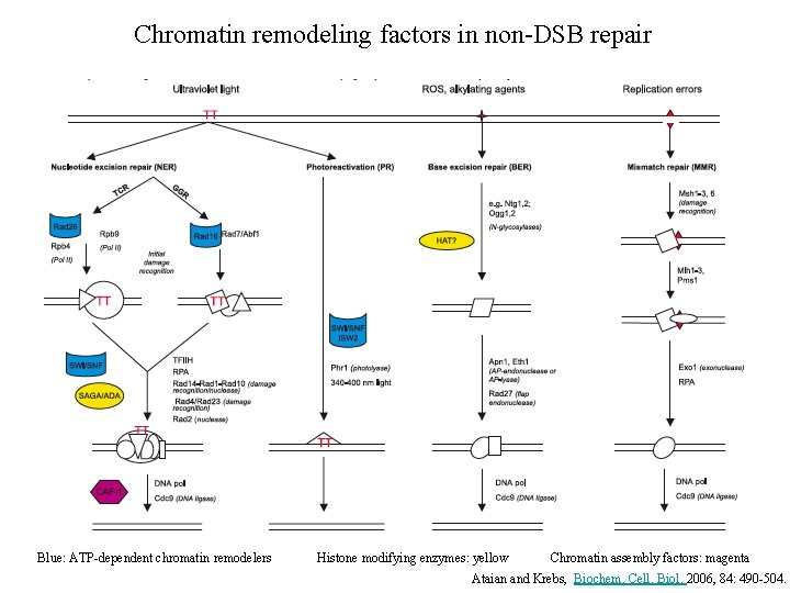 Chromatin remodeling factors in non-DSB repair Blue: ATP-dependent chromatin remodelers Histone modifying enzymes: yellow