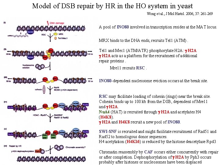 Model of DSB repair by HR in the HO system in yeast Wong et