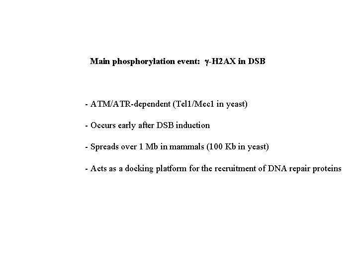 Main phosphorylation event: g-H 2 AX in DSB - ATM/ATR-dependent (Tel 1/Mec 1 in