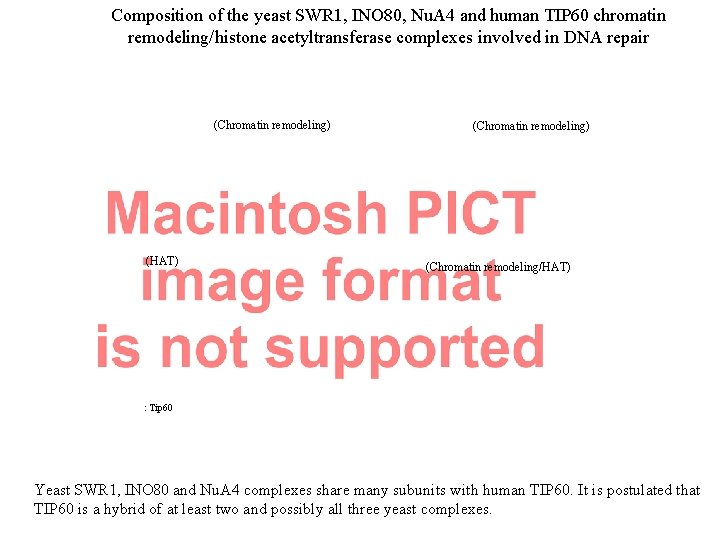 Composition of the yeast SWR 1, INO 80, Nu. A 4 and human TIP