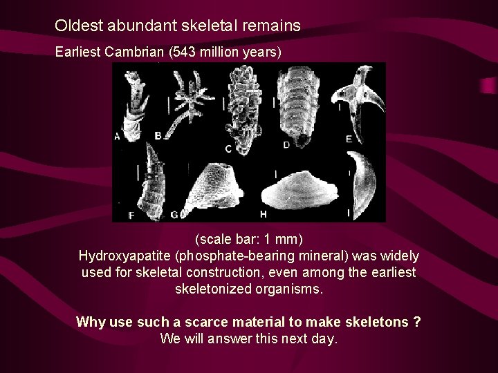 Oldest abundant skeletal remains Earliest Cambrian (543 million years) (scale bar: 1 mm) Hydroxyapatite