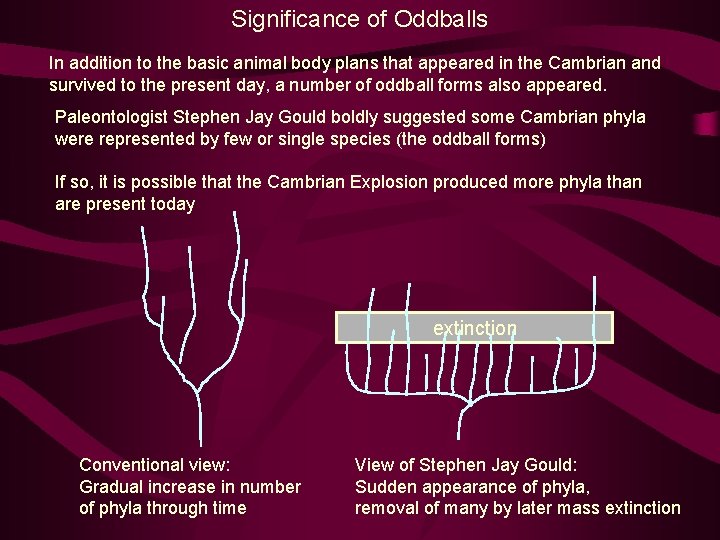 Significance of Oddballs In addition to the basic animal body plans that appeared in