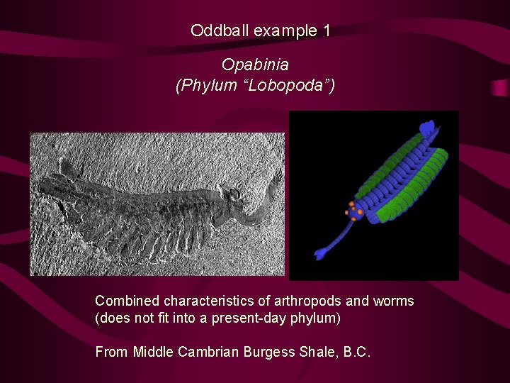 Oddball example 1 Opabinia (Phylum “Lobopoda”) Combined characteristics of arthropods and worms (does not